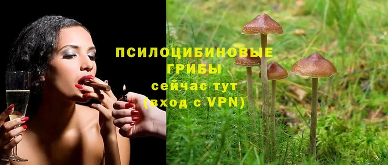 Псилоцибиновые грибы Psilocybine cubensis  это состав  Махачкала 